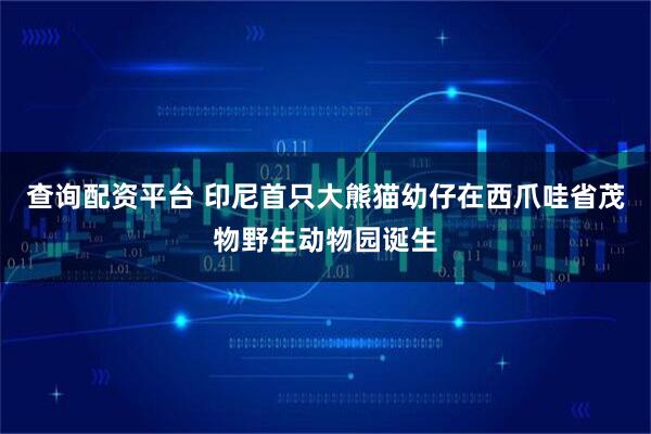 查询配资平台 印尼首只大熊猫幼仔在西爪哇省茂物野生动物园诞生